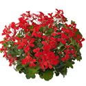 Bild von Geranium Hang P12 Balcon Red